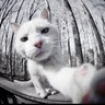 nekkoneko's profile picture