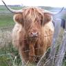 Robert Pugh's profile picture