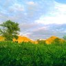 Profilbild von حماد الحماد