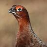 Kerryn and crew's profile picture