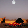 متعب الحربي's profile picture