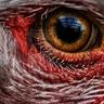 DemonCawk's profile picture