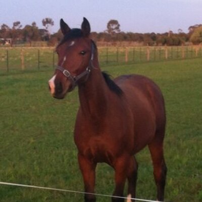 NIXON BLOODSTOCK's profile picture