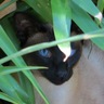 Clifton Hill cat's profile picture