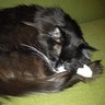 Bofudius Maximus's profile picture