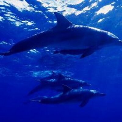 maple_maple555's profile picture