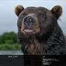 duoduobear's profile picture