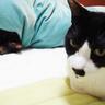 開田あや profil fotoğrafı