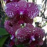 Фото профиля Lona Rorer