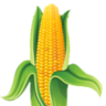 Profilbild von SD NATIVE