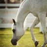 راشد اليحيى's profile picture