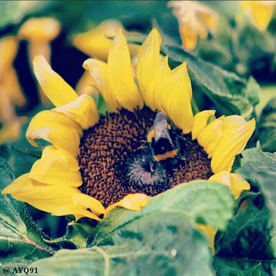 AYQ91's profile picture