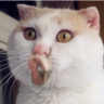 中华韭民共和国's profile picture
