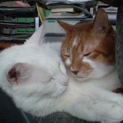 amneris84's profile picture