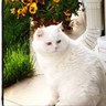 Gonul Erensoy profil fotoğrafı
