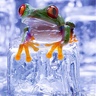 Фото профиля TheColdFrog