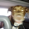 Britko's profile picture