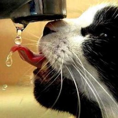 CurritoRojo's profile picture