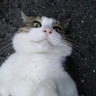 おぬぬめのおぬ's profile picture