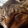 魚太郎's profile picture