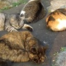 猫軍団 的头像