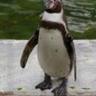 ちゃめる 🐧 profil fotoğrafı