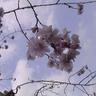 Фото профиля フランシスカume