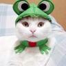 Nive's profile picture