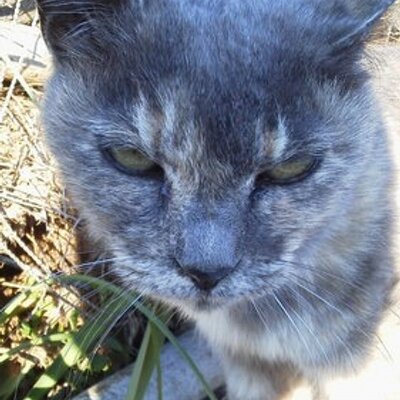 灰田蘆憲's profile picture