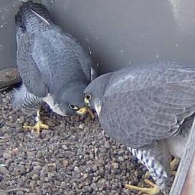 Sheffield Peregrines's profile picture