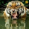 توني توني's profile picture