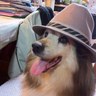 エスタ's profile picture