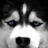 Profilbild von ringo
