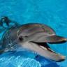 Profilbild von Dolphin
