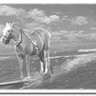 Profilbild von Gold Medalist - Equine Surfing ๐๐โโ๏ธ๐๐