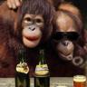 Фото профиля Drunken Monkey