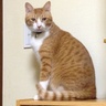 ねこのしゅんちゃん🐈 的头像