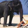 Miracle Island profil fotoğrafı