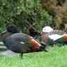 Фото профиля happy duck