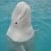 Beluga's profile picture
