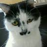 Profilbild von Gloomit