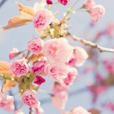 هند العرفج's profile picture