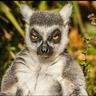 Yuri O.Urzua Lebuy's profile picture