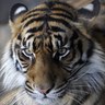 ネバダ profil fotoğrafı