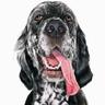 volkl (Matricule 7459)🐾's profile picture