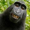 Ryan Wang's profile picture