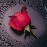 Profilbild von همس المشاعر
