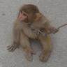 Monkey 的头像