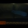 CouchSpecimen's profile picture