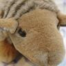 Profilbild von ぽぞ(kt)